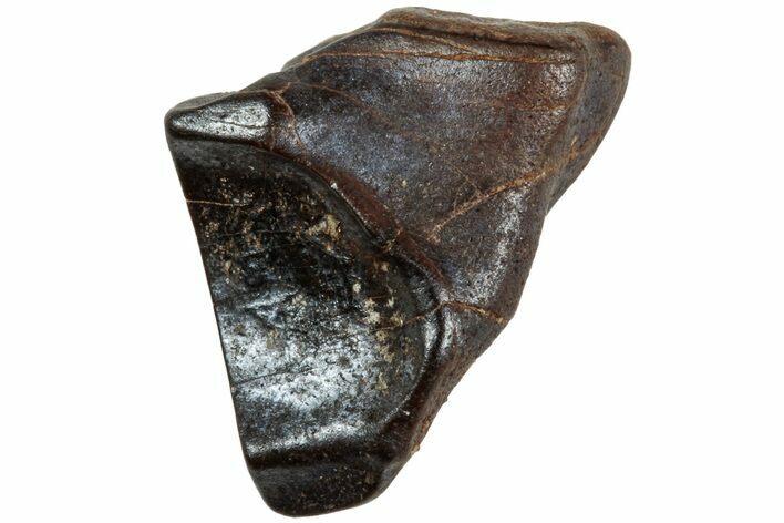 Fossil Dinosaur (Triceratops) Shed Tooth - Montana #234679